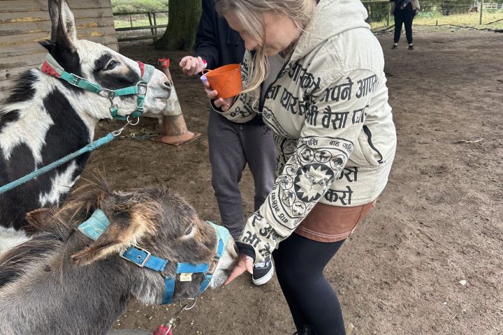Two people feeding donkeys outdoors beside a wooden shed.