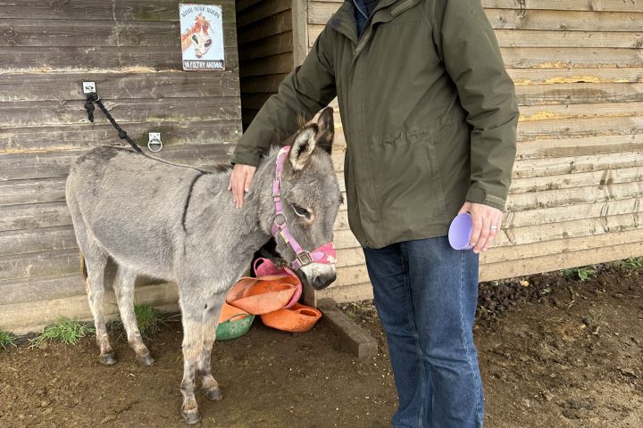 Person in green jacket petting a donkey near a wooden shed.