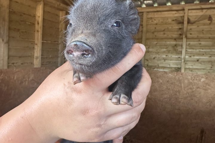 Person holding a small black piglet inside a wooden pen.