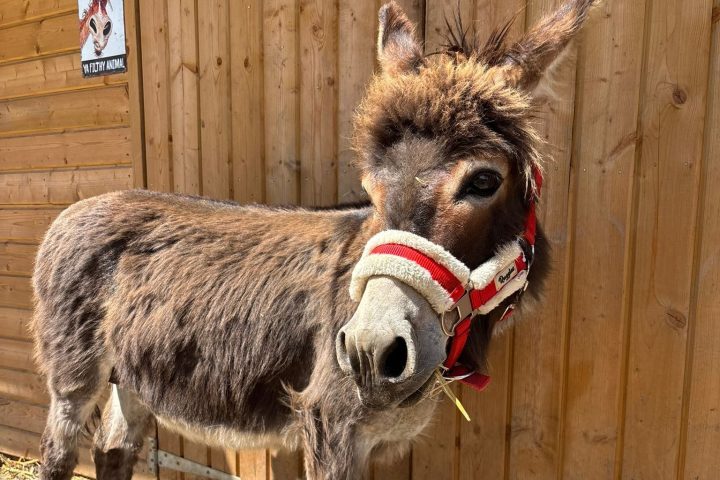 A donkey with a red halter stands in front of a wooden barn wall.