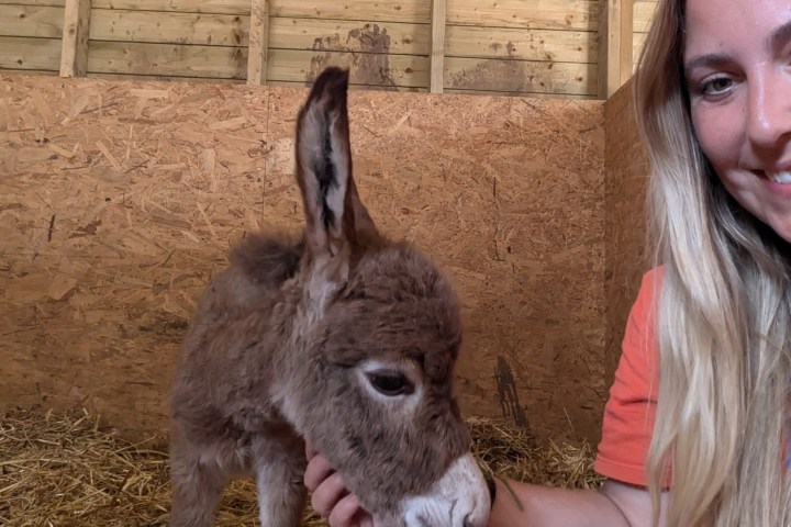 Woman sitting with a baby donkey in a wooden stable.