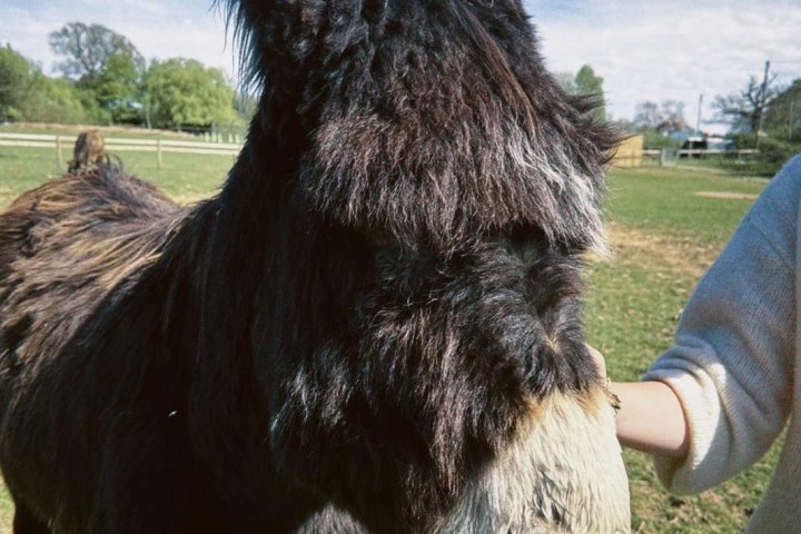 Furry donkey outdoors being petted by a person in a green field under a blue sky.