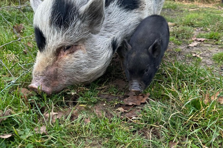 Black and white pig and a piglet on grass near a wire fence.