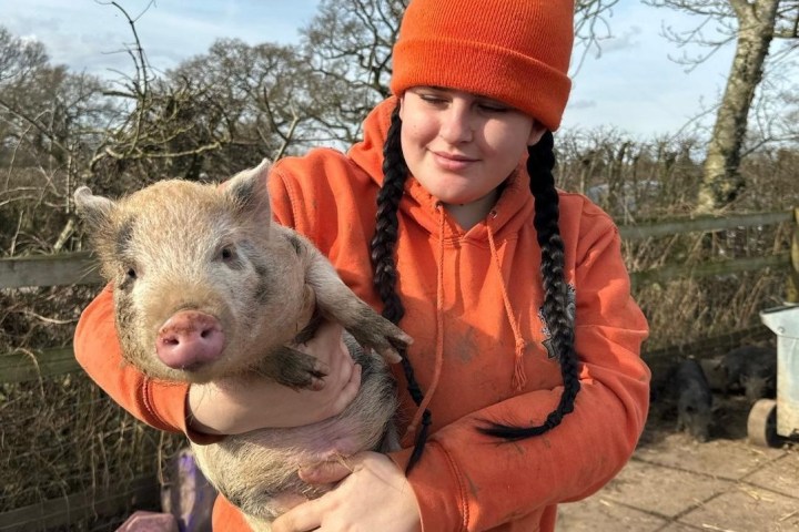 Person in orange beanie and hoodie holding a piglet outdoors on a sunny day.