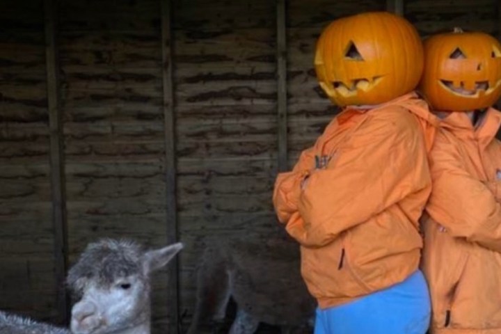 Two people with pumpkin heads in orange jackets, standing back to back, beside a llama.