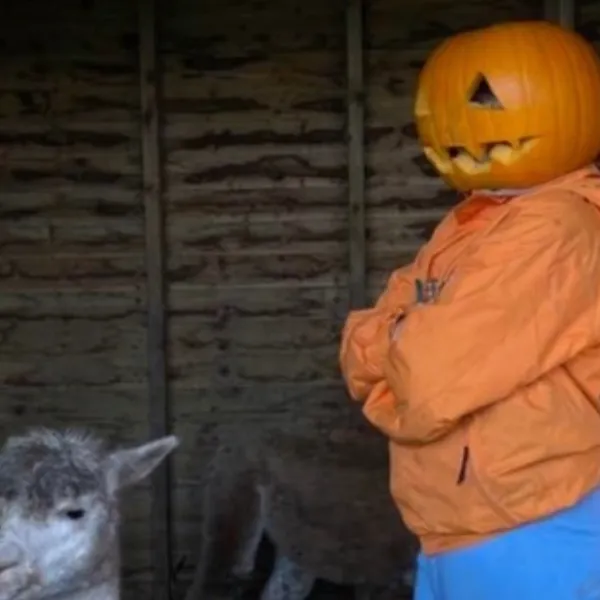 Two people with pumpkin heads in orange jackets, standing back to back, beside a llama.