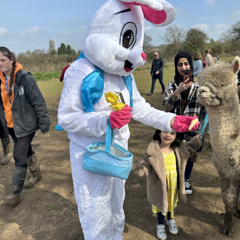 Person in bunny costume with child and alpaca outdoors on a sunny day.