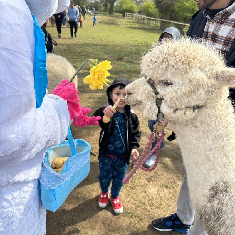 Child feeds alpaca near person in costume with flower in park.
