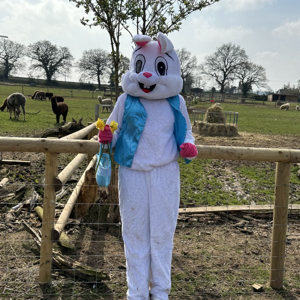 Person in a rabbit costume holding flowers in a farm setting with animals in the background.
