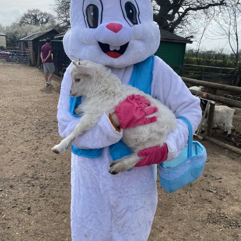 Person in a rabbit costume holding a small goat, standing outdoors near wooden fences.