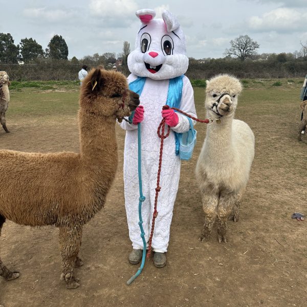 Person in bunny costume holding leashes of two alpacas on a grassy field.