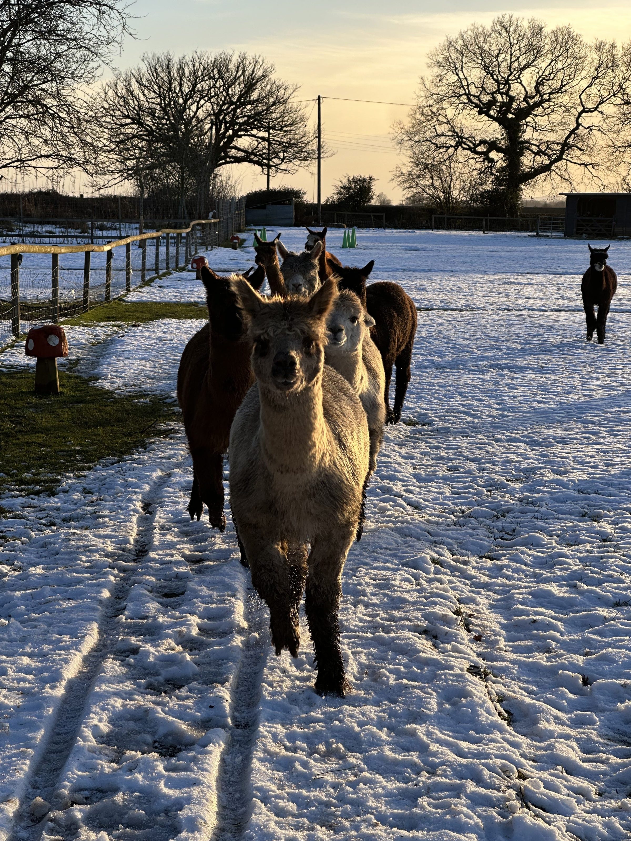 Alpacas walking on snowy ground in a fenced field with bare trees in the background.