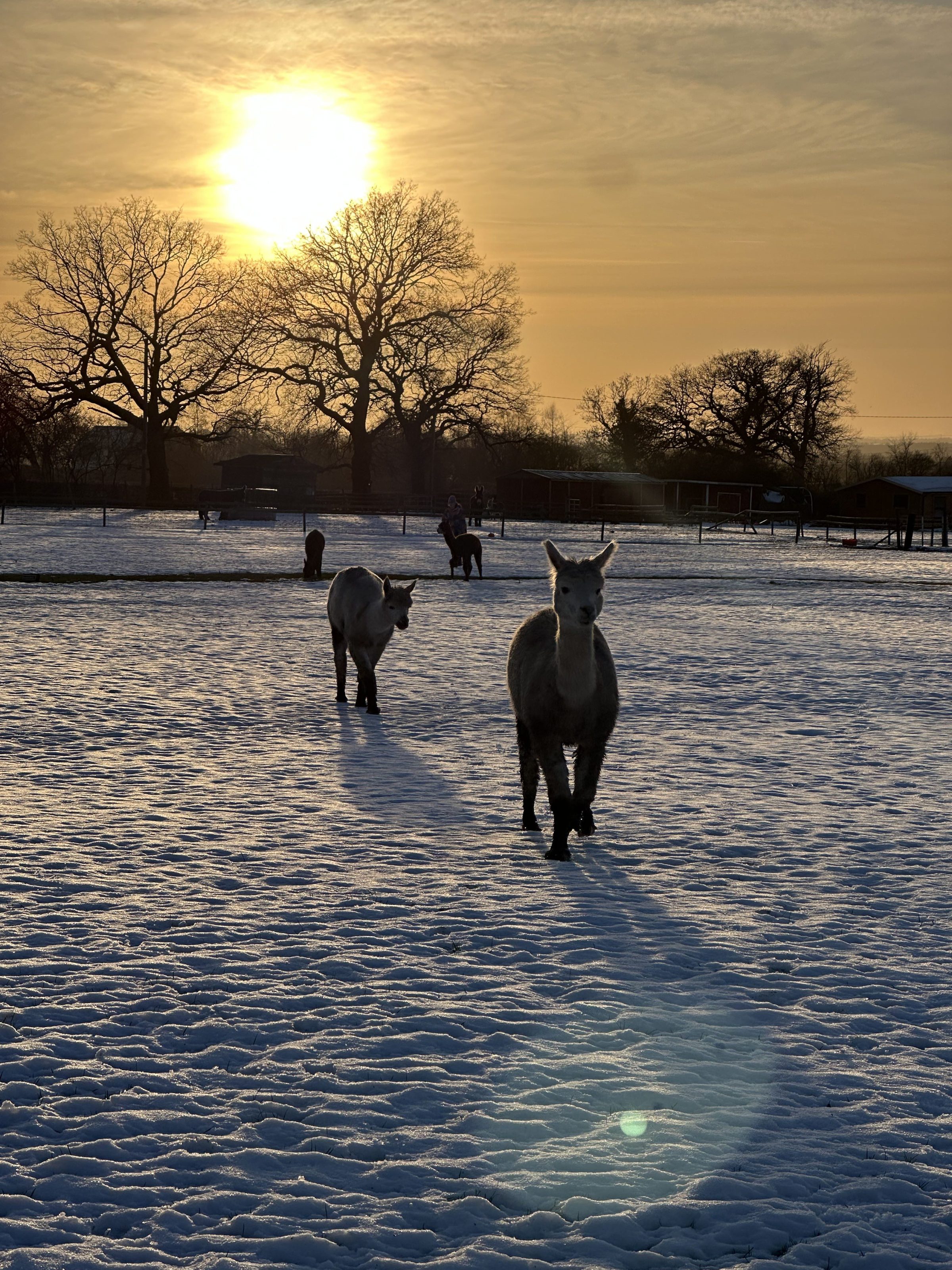 Two alpacas on snowy field at sunrise with trees and fences in background.