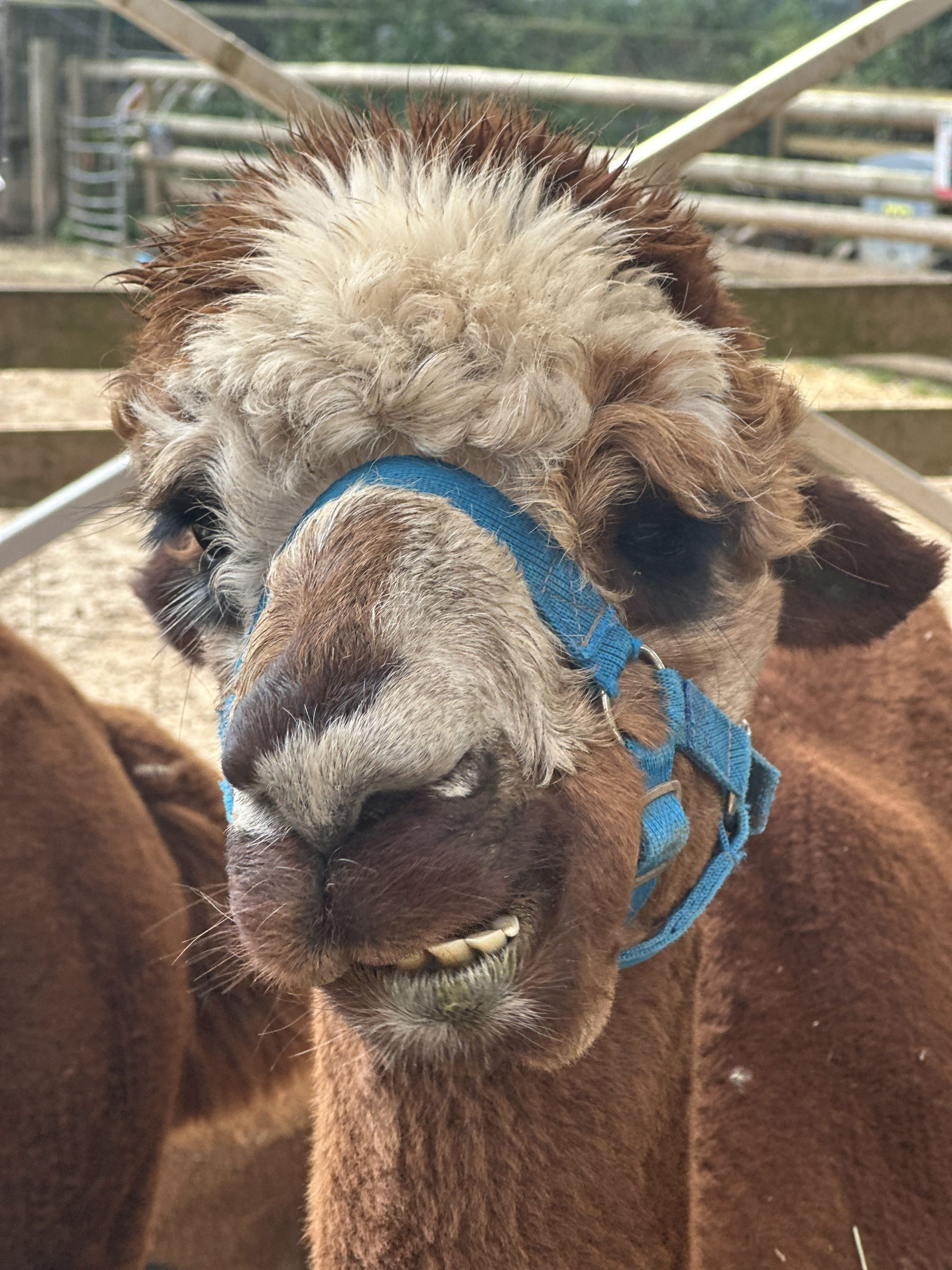 Close-up of a brown alpaca wearing a blue halter, showing its teeth, with a fenced enclosure in the background.
