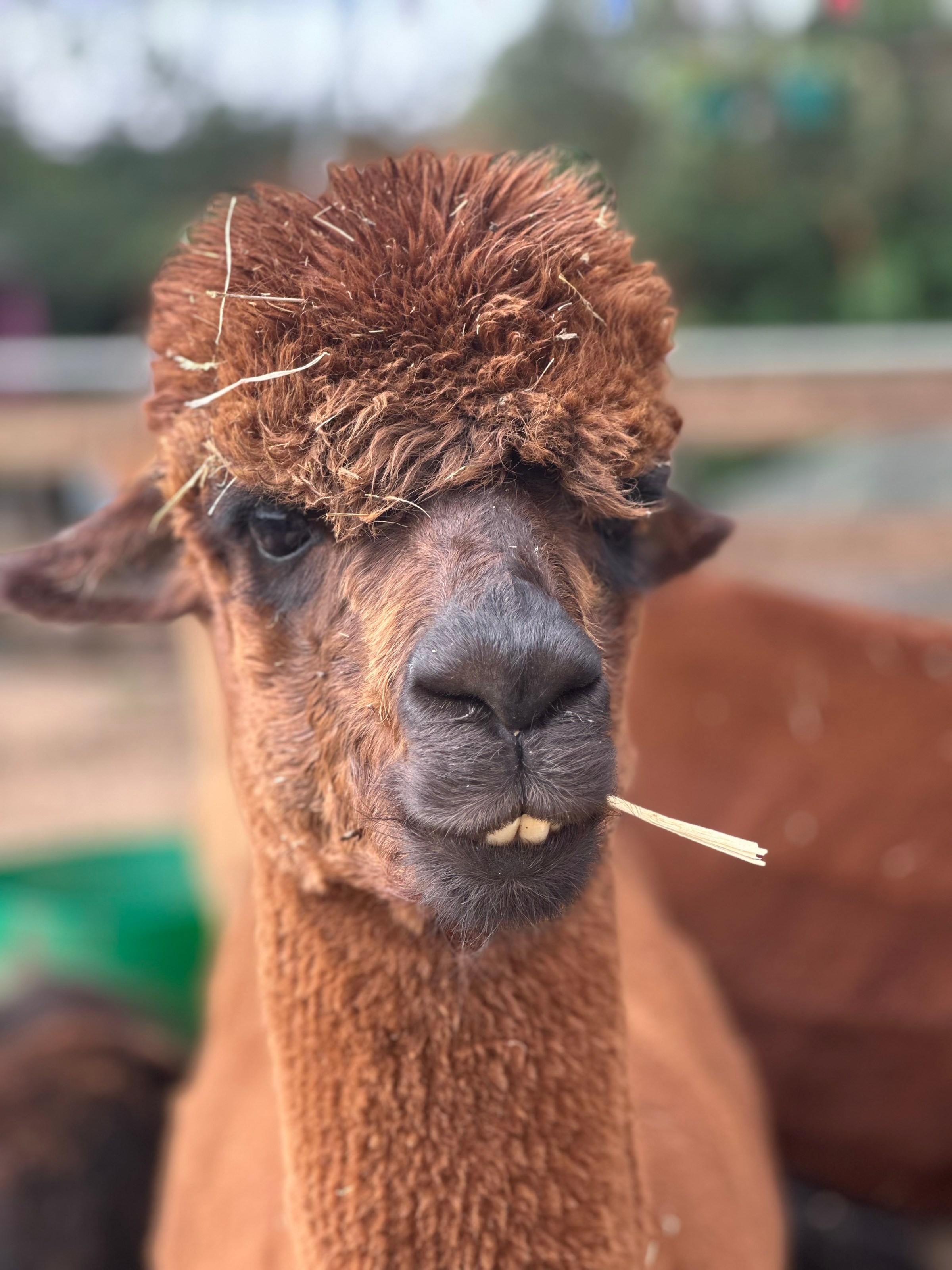Close-up of an alpaca with brown fur and straw in its mouth.