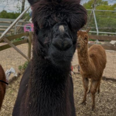 Close-up of a black alpaca with another brown alpaca in the background in a fenced outdoor area.