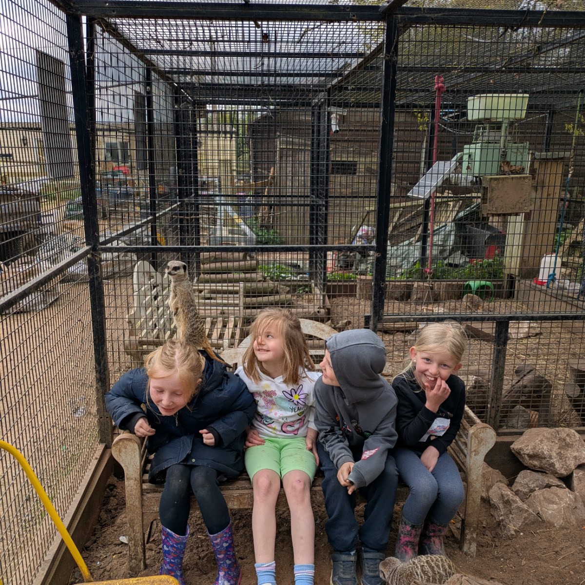 Four children sitting on a bench in a cage with a meerkat climbing behind them.