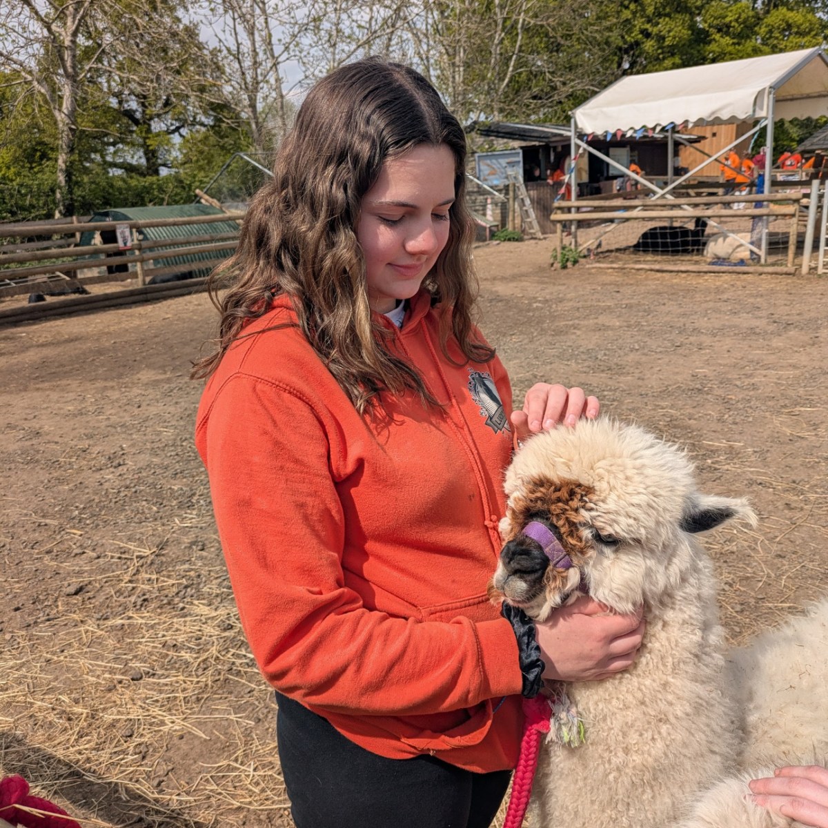Person in orange hoodie petting a white alpaca with a purple halter.