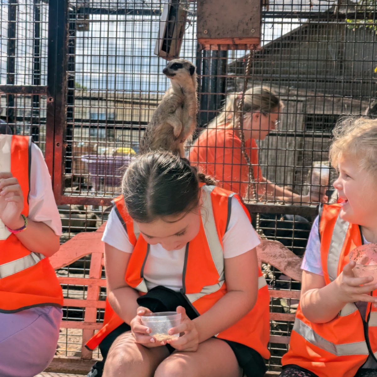 Children in orange vests with a meerkat on one's head, sitting in front of a cage.