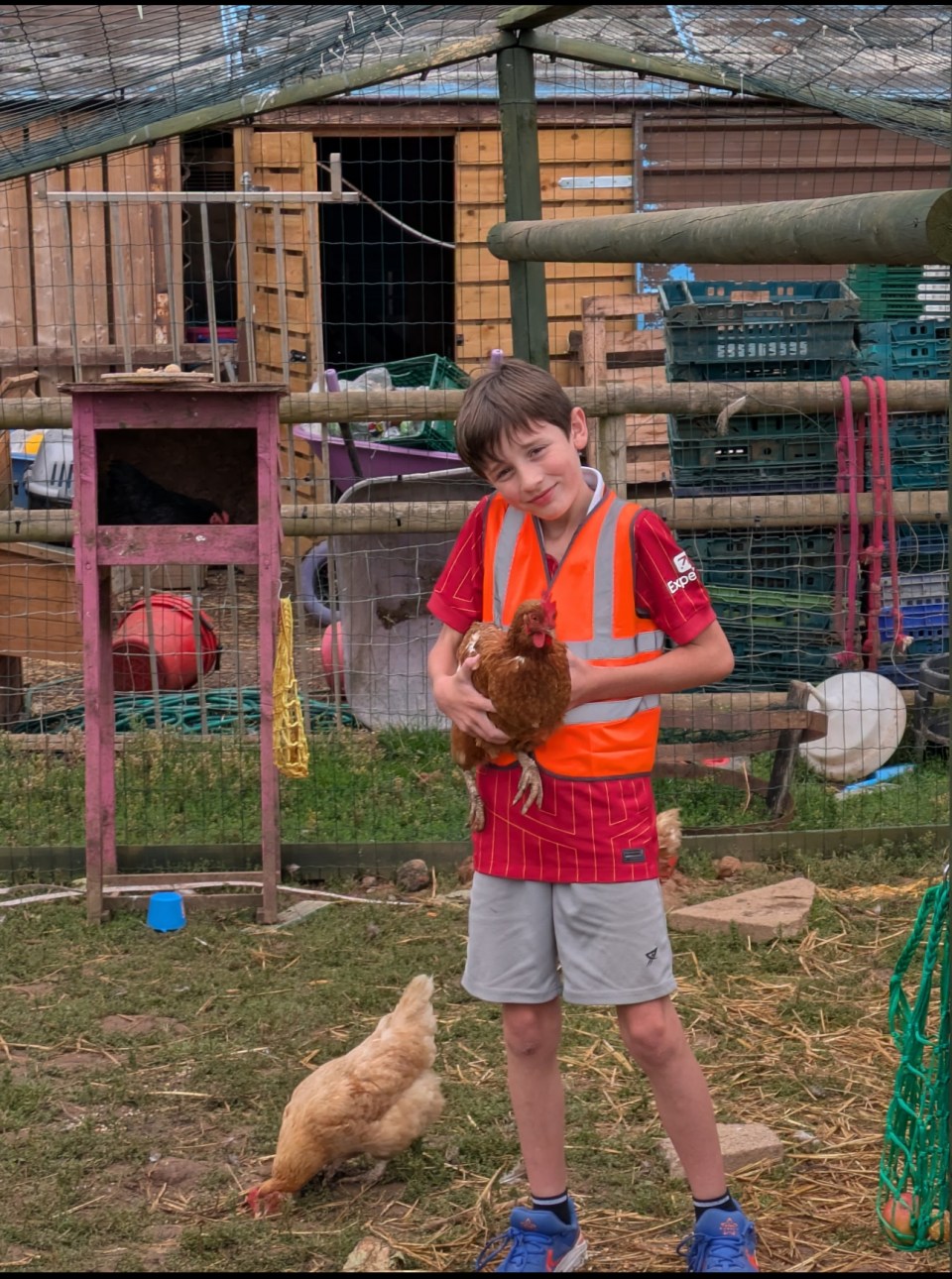 Child in orange vest holding chicken in a farm setting with coop and other chickens nearby.