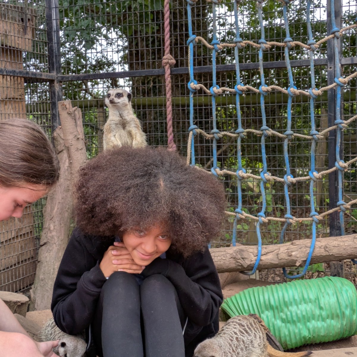 A person crouching with meerkats around and on them inside an enclosure.
