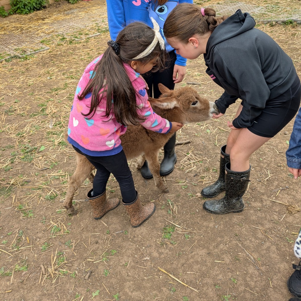 Three children petting a small brown calf on a dirt farm area.