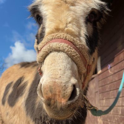 Close-up of a donkey wearing a halter, standing outside on a sunny day.