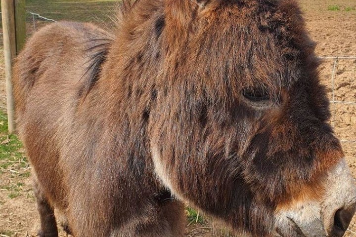 Close-up of a brown donkey standing in a fenced field.