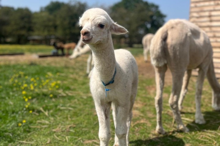 Young white alpaca standing on grass with a barn and trees in the background.