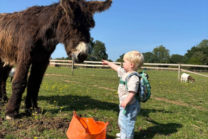 Child with backpack pointing at a donkey in a sunny field, near an orange bucket.
