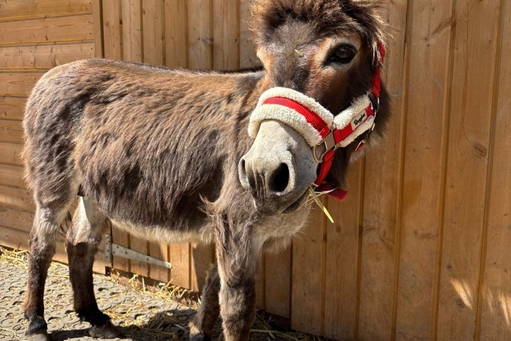 Donkey with red halter stands on rubber matting near a wooden wall.