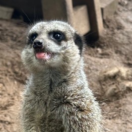 Alert meerkat standing, tongue out, in a sandy enclosure.