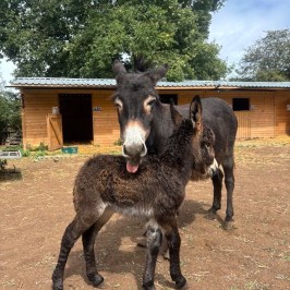 Adult donkey licking a foal near a barn.