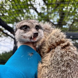 Meerkat being held by a person in a blue sleeve, with a green leafy background.