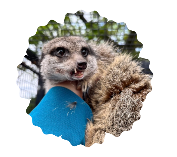 Meerkat held gently, looking alert, with a blue fabric backdrop.