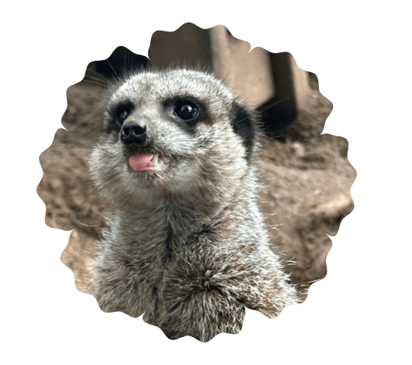 Close-up of a meerkat with its tongue out.