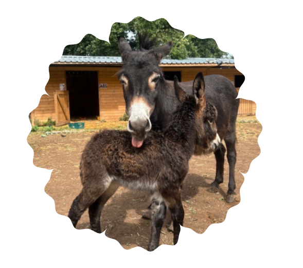 Two donkeys cuddling in a sunny yard with a stable in the background.