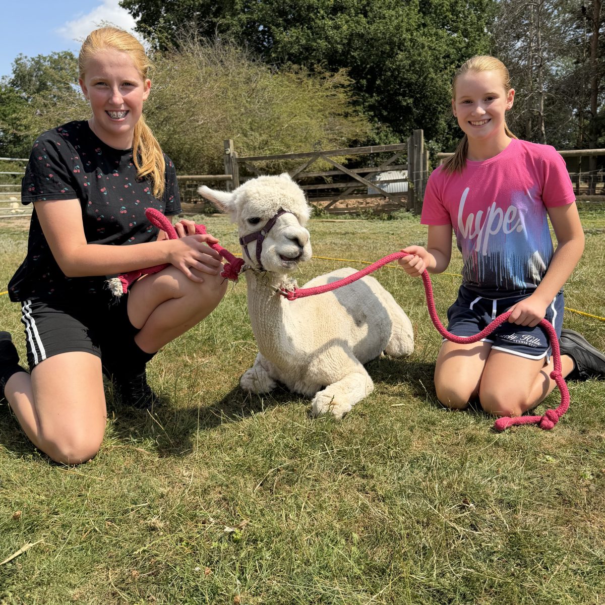 Two people kneel on grass with a small alpaca on a leash.