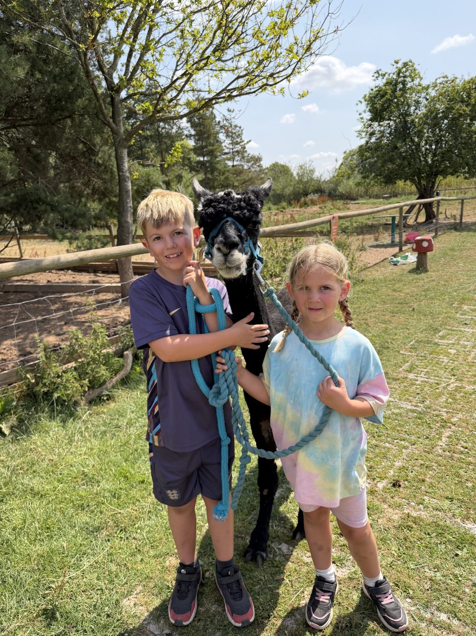 Two children smile, standing beside a black alpaca in a field.