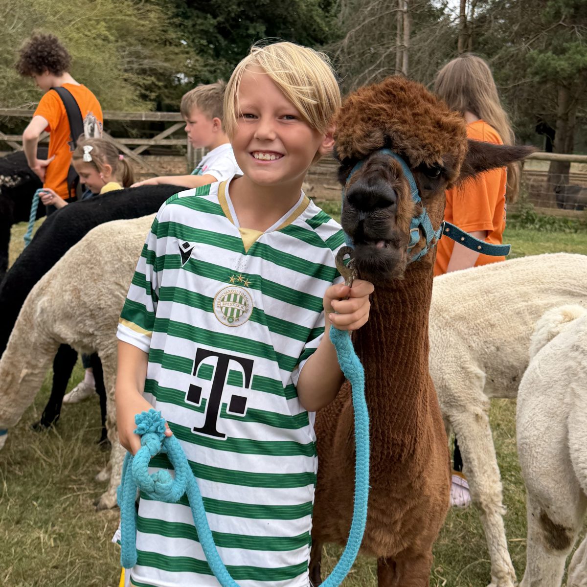 Person in striped shirt holding a brown alpaca with a blue leash outdoors.