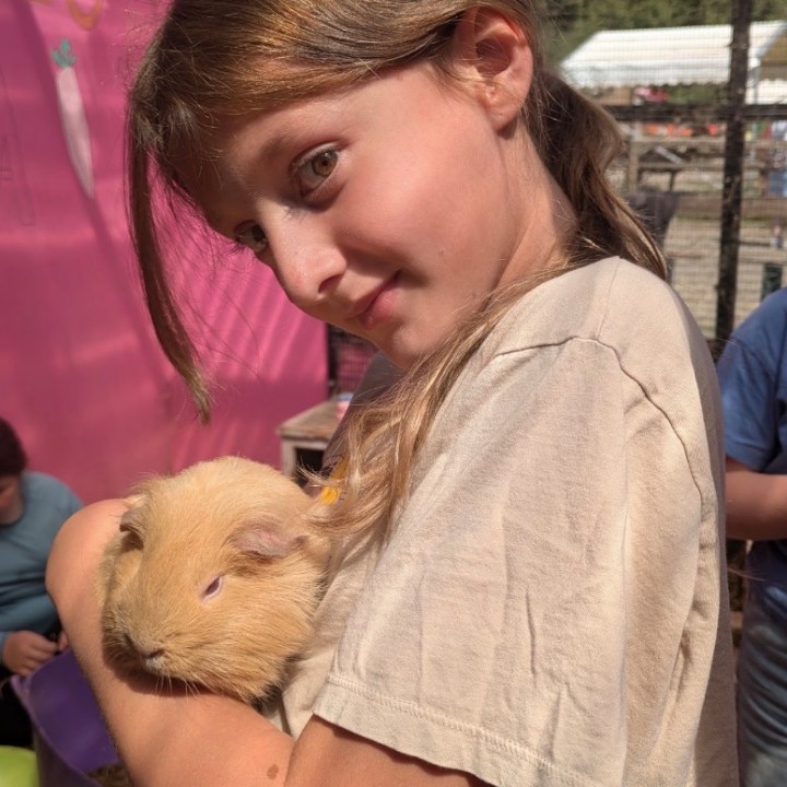 Child holding a fluffy guinea pig inside a petting zoo.