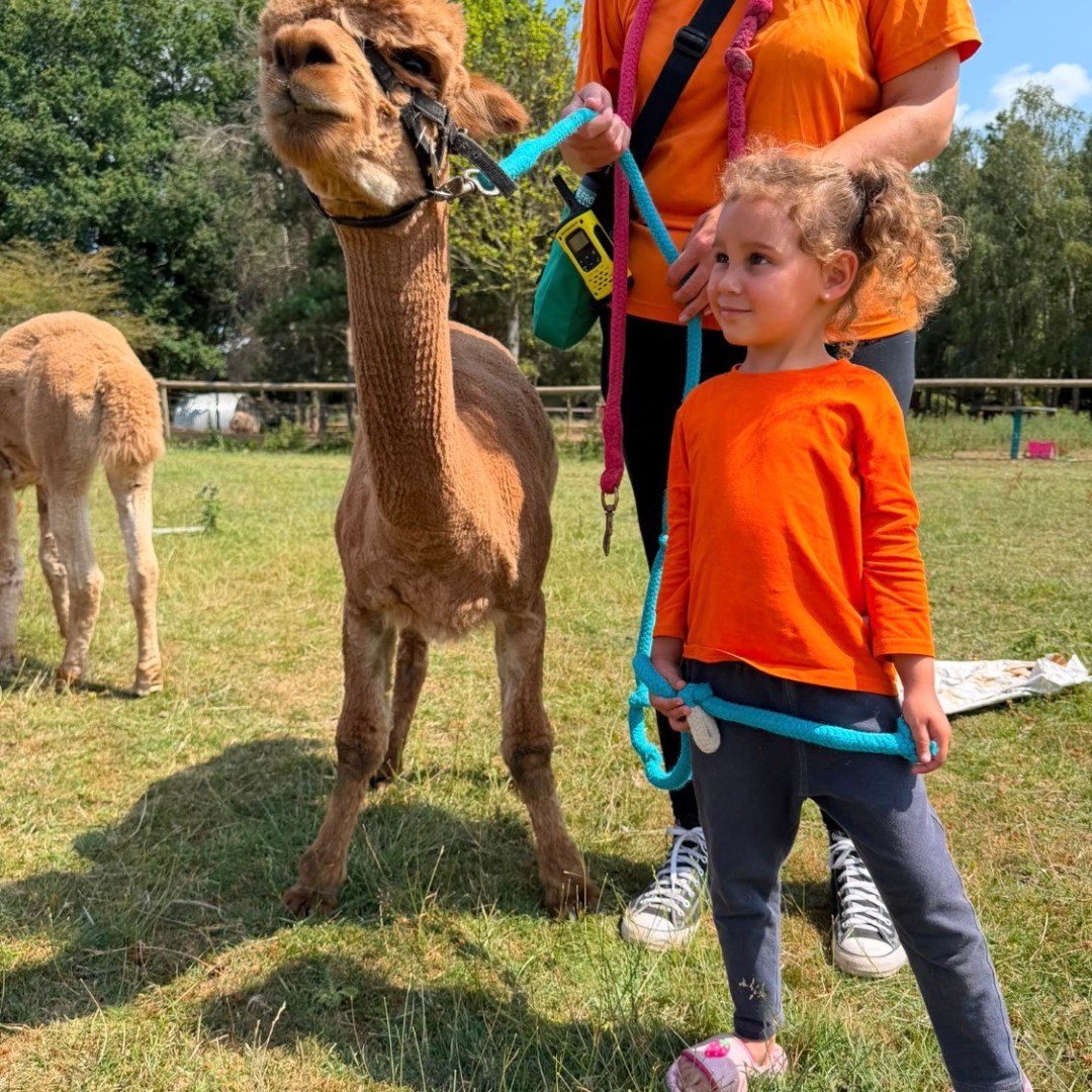 Child and adult with alpaca on a leash in a grassy area.